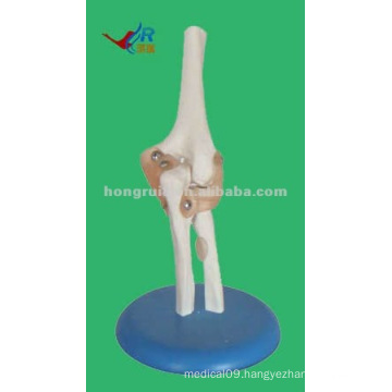 Life-size Plastic human elbow joint model